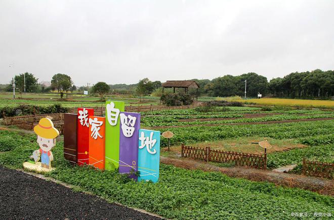 大阳城集团娱乐网站app666解析2025中央一号文件：为乡村产业与农牧业品牌建(图11)